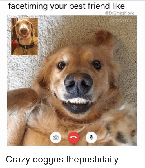 Facetiming Your Best Friend Like A Drsmashlove Crazy Doggos Thepushdaily 22914930