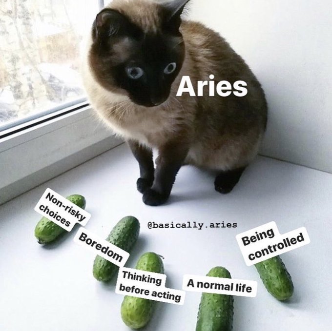 Aries Memes6